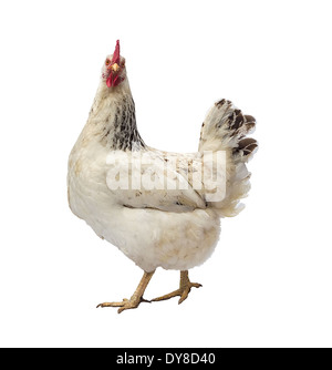 Speckled Hen isoliert auf weißem Hintergrund, Studio gedreht. Stockfoto