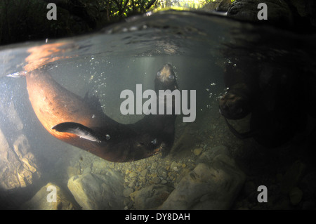 Split-Bild von New Zealand Seebär Welpen, Arctocephalus Forsteri in Süßwasser-Stream in Ohau Point Seal Colony, New Zealand Stockfoto