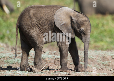 Seitenansicht der afrikanische Elefant Kalb Stockfoto