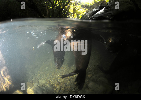 Split-Bild von New Zealand Seebär Welpen, Arctocephalus Forsteri in Süßwasser-Stream in Ohau Point Seal Colony, New Zealand Stockfoto