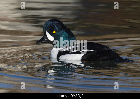 Barrow Goldeneye - Bucephala Islandica - männlich Stockfoto