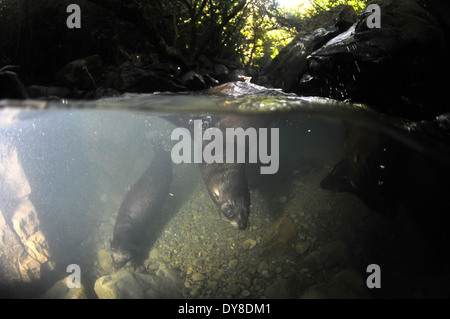 Split-Bild von New Zealand Seebär Welpen, Arctocephalus Forsteri in Süßwasser-Stream in Ohau Point Seal Colony, New Zealand Stockfoto