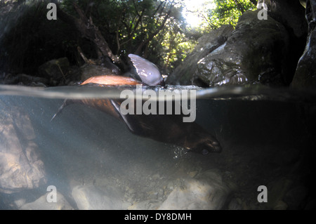 Split-Bild von New Zealand Fur Seal pup, Arctocephalus Forsteri in Süßwasser-Stream in Ohau Point Seal Colony, New Zealand Stockfoto