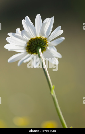 Oxeye Daisy genießen einige Frühsommer Sonne auf einer Wiese Cumbrian Stockfoto