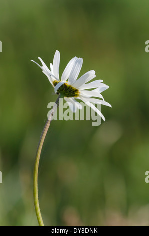 Oxeye Daisy genießen einige Frühsommer Sonne auf einer Wiese Cumbrian Stockfoto