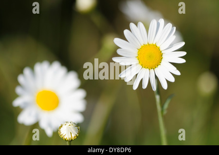 Oxeye Gänseblümchen genießen einige Frühsommer Sonne auf einer Wiese Cumbrian Stockfoto