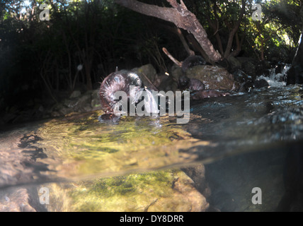 Split-Bild von New Zealand Fur Seal pup, Arctocephalus Forsteri in Süßwasser-Stream in Ohau Point Seal Colony, New Zealand Stockfoto