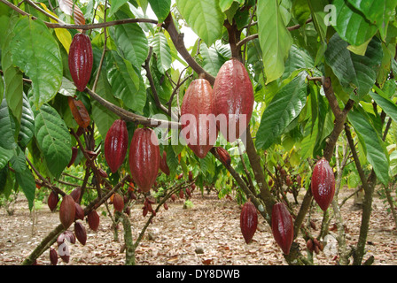 Kakao Farm in Indonesien Stockfoto