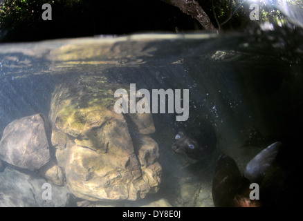 Split-Bild von New Zealand Seebär Welpen, Arctocephalus Forsteri in Süßwasser-Stream in Ohau Point Seal Colony, New Zealand Stockfoto