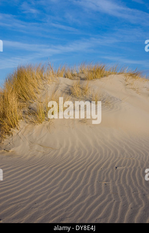 Dünen am Strand auf der Insel Borkum, senken, Sachsen, Deutschland, Europa Stockfoto