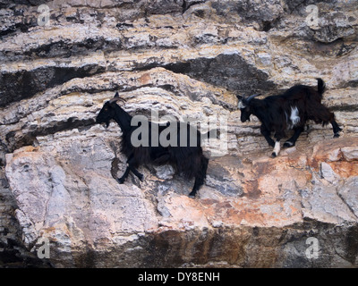 Bergziegen Klettern der steilen Klippe auf Kapitän Vangelis Reise nach der Insel Ithaka in Griechenland Stockfoto