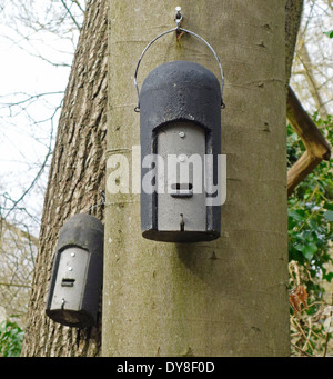 Fledermauskästen hängen von einem Baum Stamm, UK Stockfoto