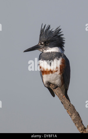 Kingfisher - Megaceryle Alcyon - weibliche Belted Stockfoto