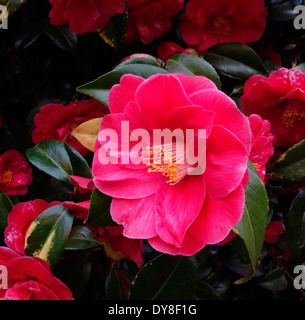 Camellia Japonica in Blume, Großbritannien Stockfoto