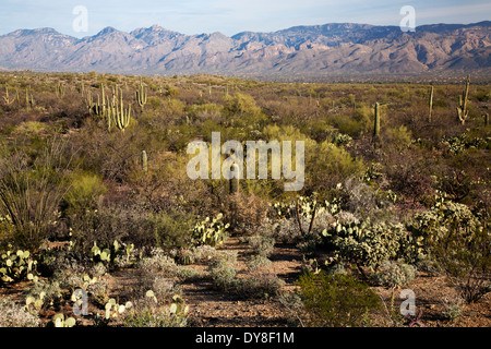 USA, Arizona, Saguaro National Park, Saguaro Ost-Rincon Mountain District, Kaktus-Wald und Rincon Mountains Stockfoto