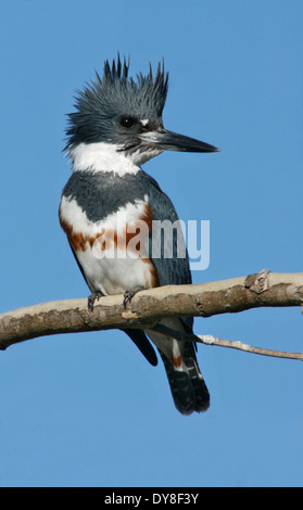 Kingfisher - Megaceryle Alcyon - weibliche Belted Stockfoto