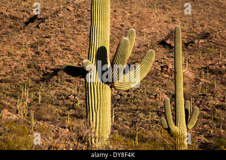 USA, Arizona, Saguaro Nationalpark, Saguaro Ost-Rincon Mountain District, Saguaro Kaktus. Stockfoto