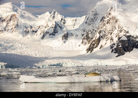 Krabbenfresserrobbe Dichtung, Lobodon Carcinophaga auf einem Eisberg in Paradise Bay, Antarktis. Stockfoto