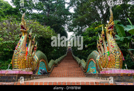 Dragon-Treppe zum Tempel Chiang Mai, Thailand Stockfoto