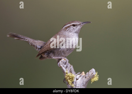 Bewick ´s Wren - Thryomanes bewickii Stockfoto