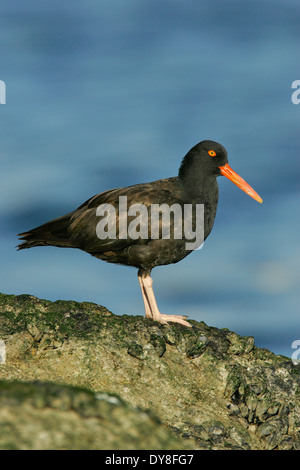 Schwarze Austernfischer - Haematopus bachmani Stockfoto