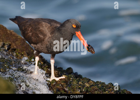 Schwarze Austernfischer - Haematopus bachmani Stockfoto