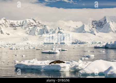 Ein Seeleopard (Hydrurga Leptonyx) holte auf einem Eisberg im antarktischen Halbinsel Drygalski Fjord. Stockfoto