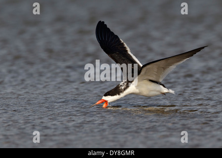 Schwarz-Skimmer - Rynchops niger Stockfoto