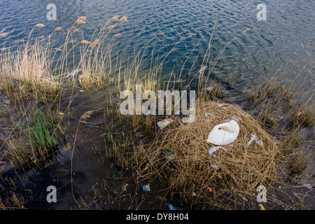 Eine weibliche Höckerschwan (Stift) brütet Eizellen auf ein Nest von Plastiktüten Abfälle in einer städtischen Wasserbecken umgeben. Stockfoto