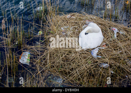 Eine weibliche Höckerschwan (Stift) brütet Eizellen auf ein Nest von Plastiktüten Abfälle in einer städtischen Wasserbecken umgeben. Stockfoto