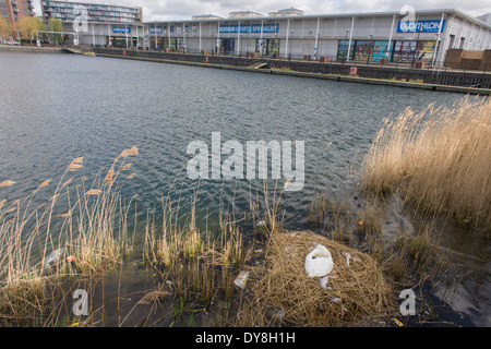 Eine weibliche Höckerschwan (Stift) brütet Eizellen auf ein Nest von Plastiktüten Abfälle in einer städtischen Wasserbecken umgeben. Stockfoto