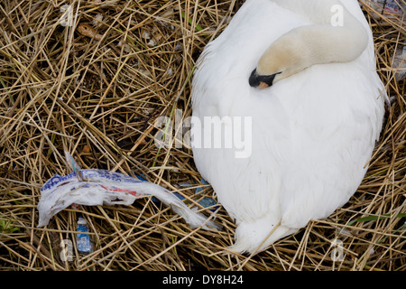 Eine weibliche Höckerschwan (Stift) brütet Eizellen auf ein Nest von Plastiktüten Abfälle in einer städtischen Wasserbecken umgeben. Stockfoto