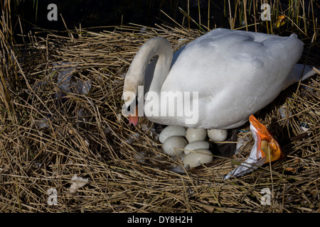 Eine weibliche Höckerschwan (Stift) brütet Eizellen auf ein Nest von Plastiktüten Abfälle in einer städtischen Wasserbecken umgeben. Stockfoto