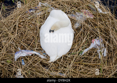 Eine weibliche Höckerschwan (Stift) brütet Eizellen auf ein Nest von Plastiktüten Abfälle in einer städtischen Wasserbecken umgeben. Stockfoto