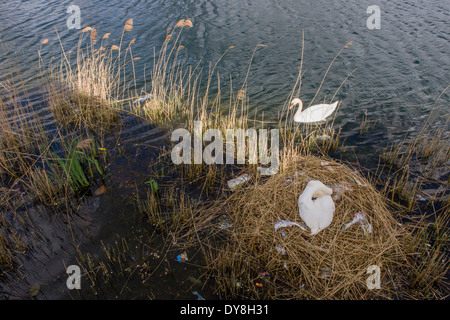 Bewacht von der männlichen Cob, brütet eine weibliche Höckerschwan (Stift) ihren Eiern auf ein Nest von Plastiktüten Abfälle in einer städtischen Wasserbecken umgeben. Stockfoto