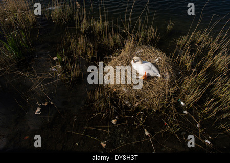 Eine weibliche Höckerschwan (Stift) brütet Eizellen auf ein Nest von Plastiktüten Abfälle in einer städtischen Wasserbecken umgeben. Stockfoto