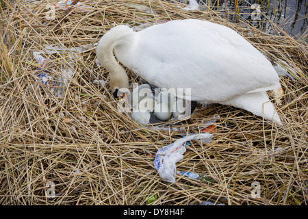 Eine weibliche Höckerschwan (Stift) brütet Eizellen auf ein Nest von Plastiktüten Abfälle in einer städtischen Wasserbecken umgeben. Stockfoto