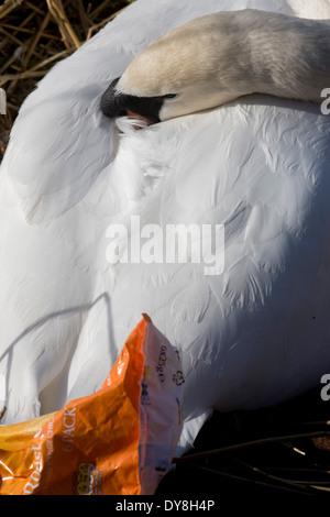 Eine weibliche Höckerschwan (Stift) brütet Eizellen auf ein Nest von Plastiktüten Abfälle in einer städtischen Wasserbecken umgeben. Stockfoto