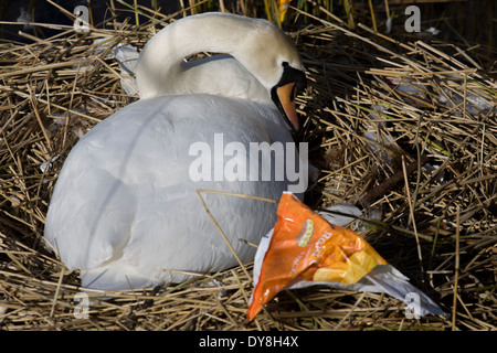 Eine weibliche Höckerschwan (Stift) brütet Eizellen auf ein Nest von Plastiktüten Abfälle in einer städtischen Wasserbecken umgeben. Stockfoto