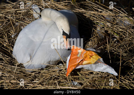 Eine weibliche Höckerschwan (Stift) brütet Eizellen auf ein Nest von Plastiktüten Abfälle in einer städtischen Wasserbecken umgeben. Stockfoto