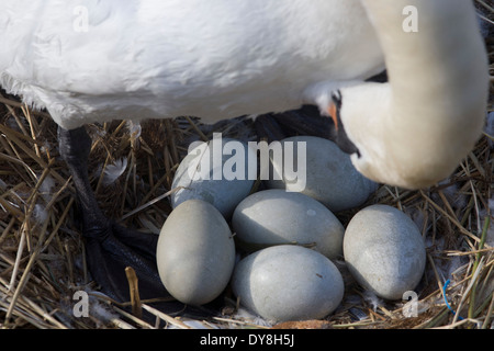 Eine weibliche Höckerschwan (Stift) brütet Eizellen auf ein Nest von Plastiktüten Abfälle in einer städtischen Wasserbecken umgeben. Stockfoto