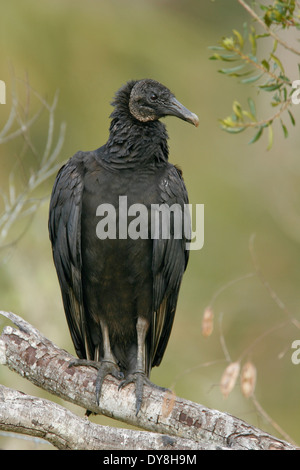 Mönchsgeier - Coragyps Atratus - unreif Stockfoto