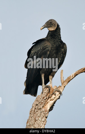 Mönchsgeier - Coragyps Atratus - Erwachsene Stockfoto