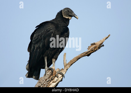 Mönchsgeier - Coragyps Atratus - Erwachsene Stockfoto