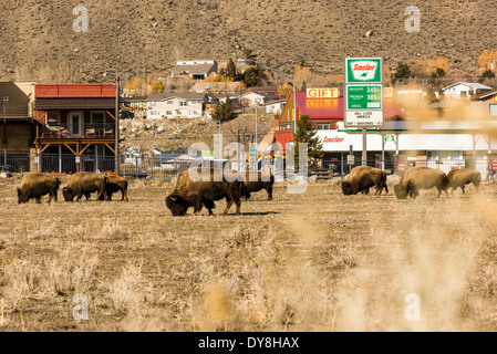 Amerikanische Bisons, American Buffalo, Yellowstone-Nationalpark, Stadt von Gardiner, Montana außerhalb USA Stockfoto