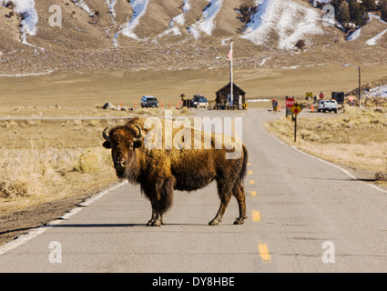 Amerikanische Bisons, American Buffalo, die Straße überqueren, Yellowstone-Nationalpark, in der Nähe von Gardiner, USA Stockfoto