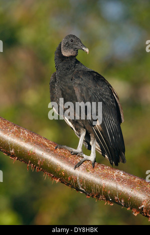 Mönchsgeier - Coragyps Atratus - Erwachsene Stockfoto