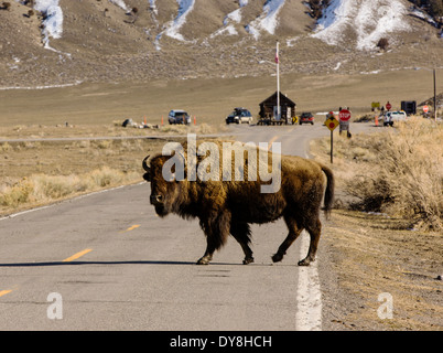 Amerikanische Bisons, American Buffalo, die Straße überqueren, Yellowstone-Nationalpark, in der Nähe von Gardiner, USA Stockfoto