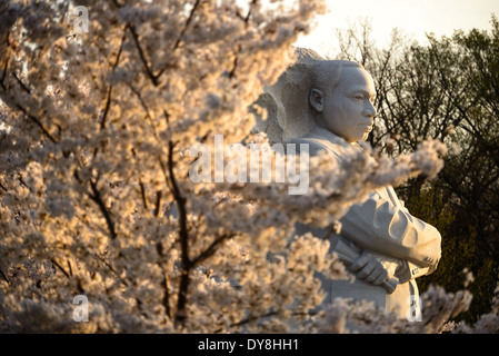 WASHINGTON DC, USA – Kirschblüten bilden den Rahmen für den Martin Luther King Jr. Gedenkstätte während der Blütezeit entlang des Tidal Basin. Die 30 Meter hohe Skulptur Stone of Hope, die Dr. King aus Granit zeigt, steht inmitten der rosafarbenen und weißen Frühlingsanzeige. Die Position der Gedenkstätte zwischen den Jefferson und Lincoln Memorials schafft eine symbolische Ausrichtung des amerikanischen Bürgerrechtsfortschritts. Stockfoto