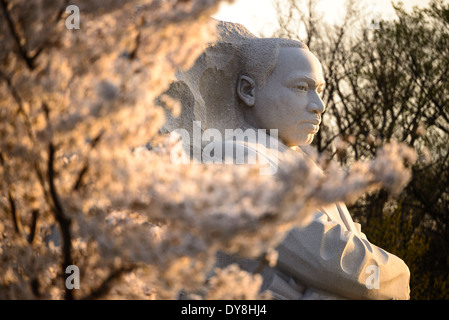 WASHINGTON DC, USA – Kirschblüten bilden den Rahmen für den Martin Luther King Jr. Gedenkstätte während der Blütezeit entlang des Tidal Basin. Die 30 Meter hohe Skulptur Stone of Hope, die Dr. King aus Granit zeigt, steht inmitten der rosafarbenen und weißen Frühlingsanzeige. Die Position der Gedenkstätte zwischen den Jefferson und Lincoln Memorials schafft eine symbolische Ausrichtung des amerikanischen Bürgerrechtsfortschritts. Stockfoto